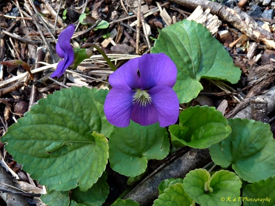 {Viola sororia}